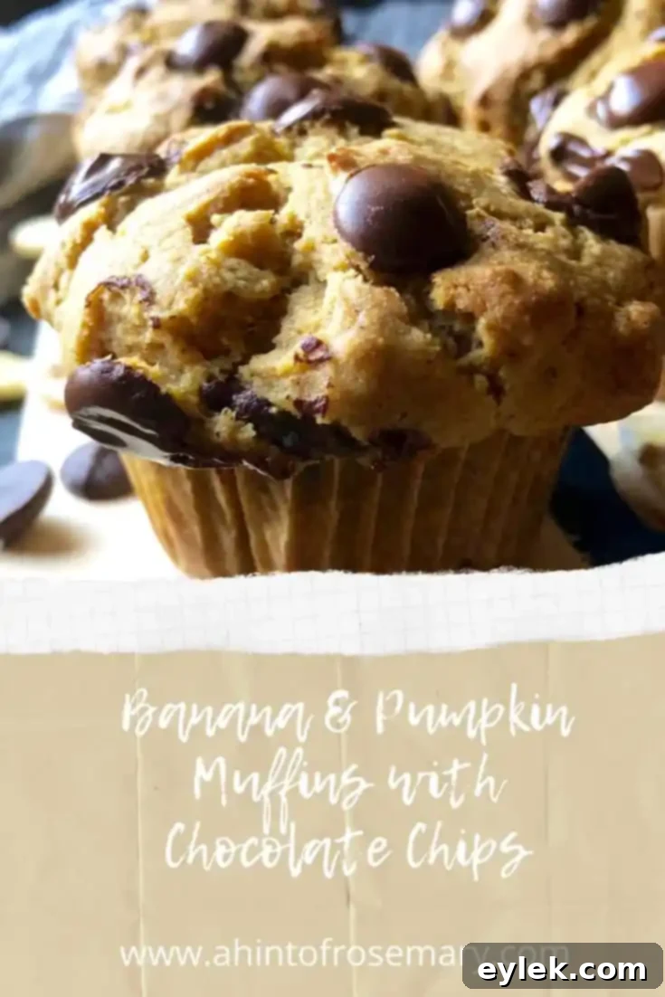 Tall and fluffy banana pumpkin chocolate chip muffin
