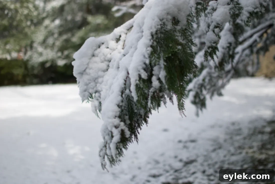 Fresh snow covering a garden, delaying the arrival of spring