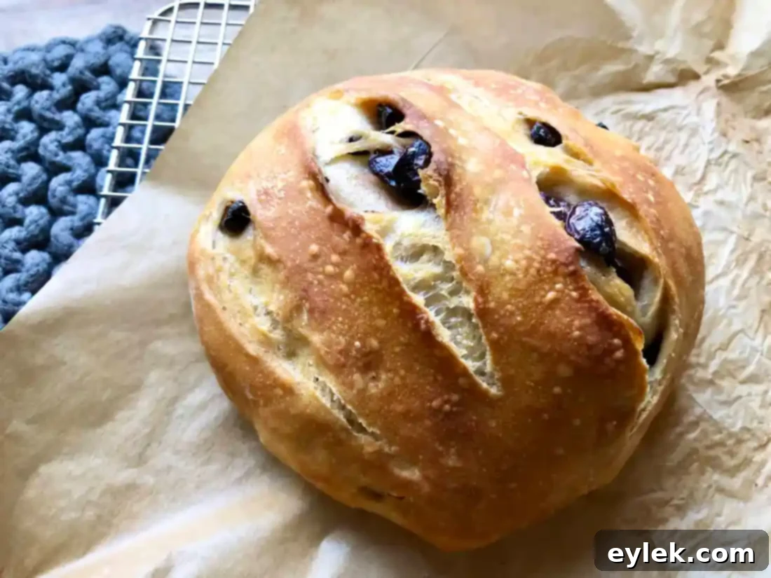 Freshly baked no-knead olive bread cooling on a wire rack