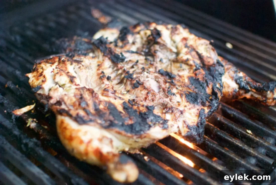 grilled brick chicken with tapenade - chicken on grill with brick