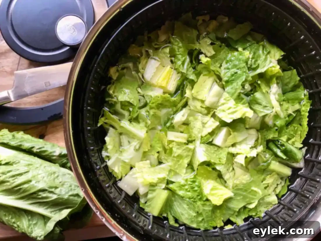 Crisp, freshly washed, and spun-dried romaine lettuce, perfectly prepared for a homemade Caesar salad.