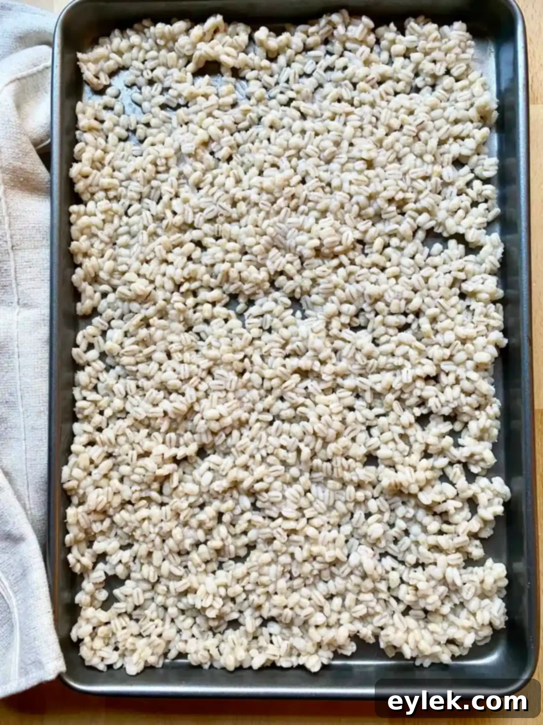 Cooked pearl barley after draining, spread on a baking sheet to cool