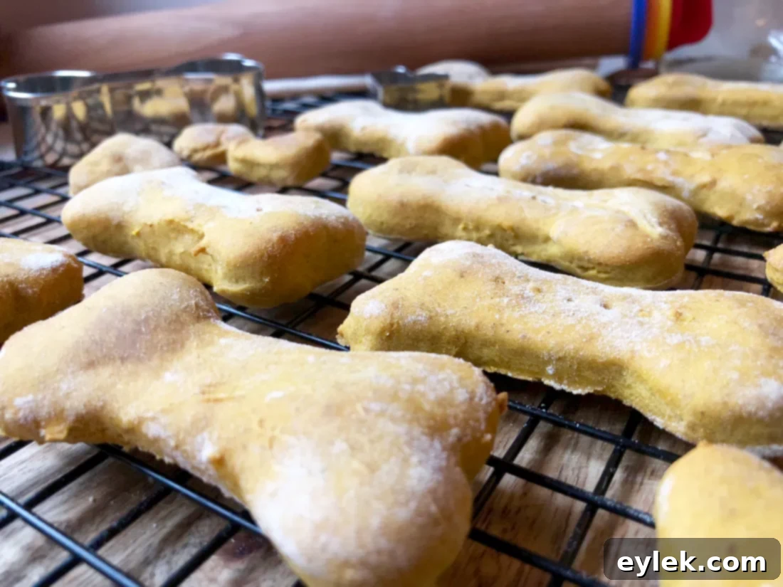 homemade pumpkin & peanut butter dog biscuits