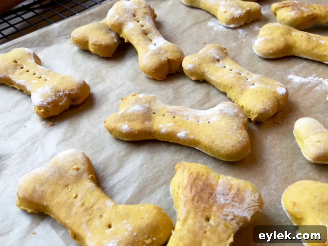 homemade pumpkin & peanut butter dog biscuits