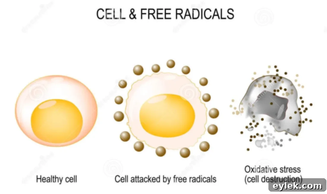 cell free radicals healthy attacked oxidative stress destruction vector diagram