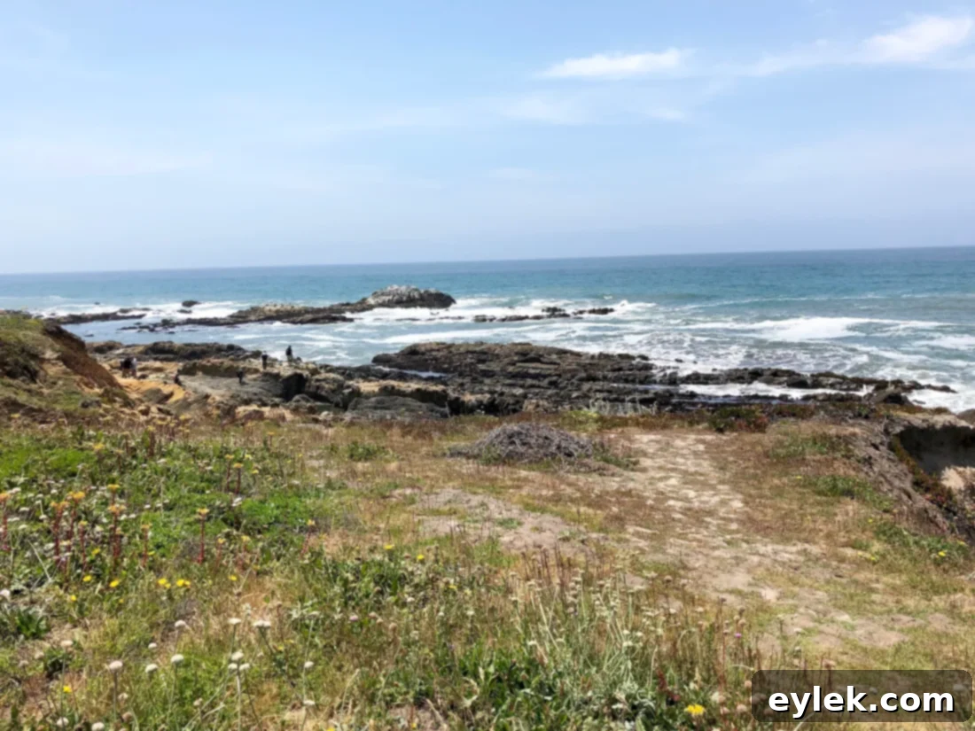 Strawberry field with a beautiful coastal background