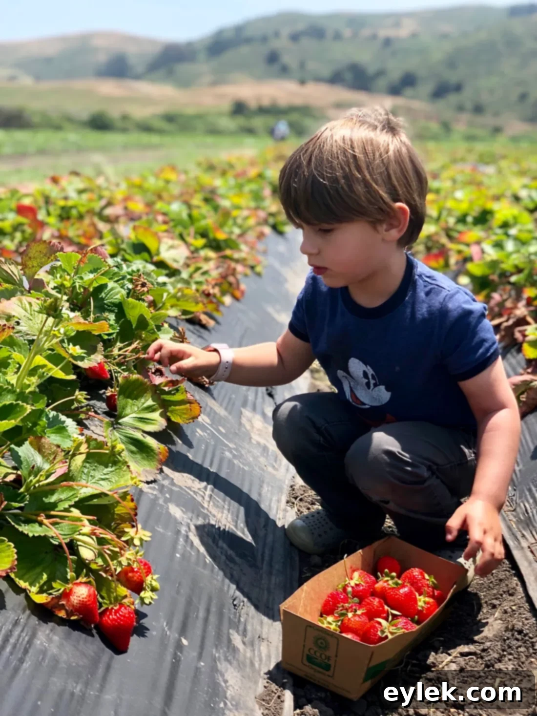 Child's hand reaching for ripe strawberries